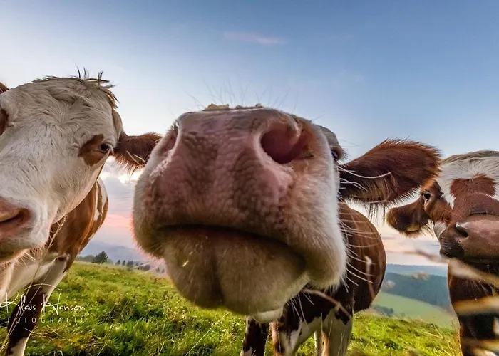 Am Titisee - Mit Seeblick & Eigenem Seezugang, Casa vacanze *
